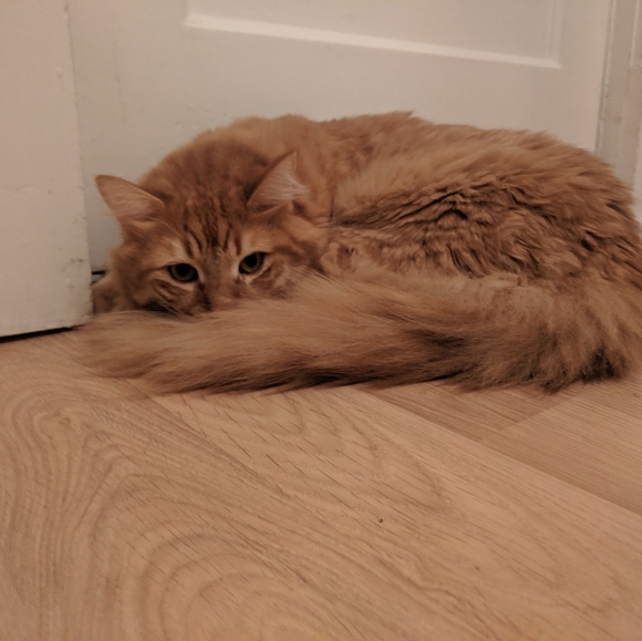 Meet your Posher, Haley - Picture 4 of 4